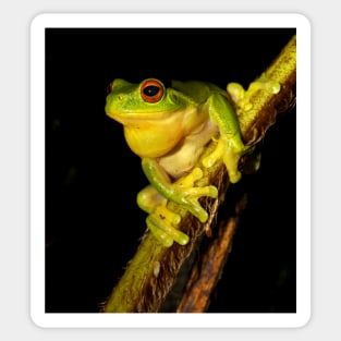 Tree Frog Sticker